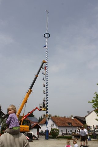 Maibaum 2013